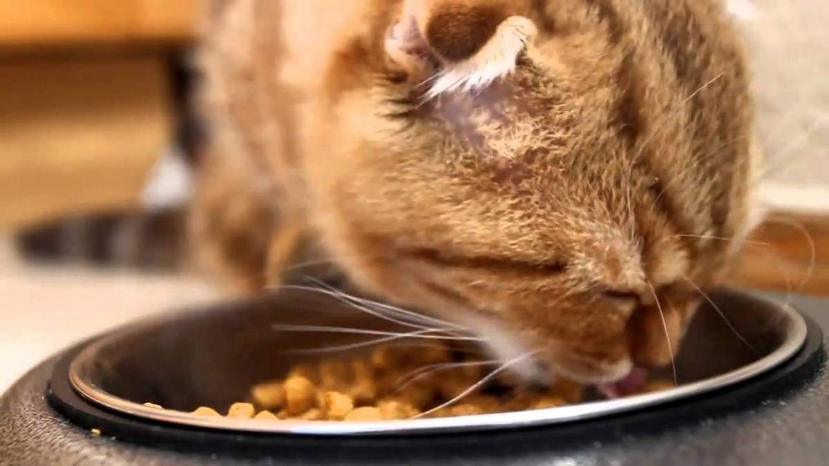 maca jede špriceve porno neželjeni creampie