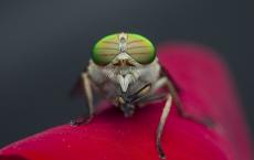 Výklad snu o tom, prečo muchy snívajú o mnohých muchách Význam mušieho sna