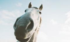 Interprétation des rêves: pourquoi rêver de voir un cheval dans un rêve Pourquoi une femme rêve-t-elle de conduire un cheval