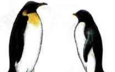Grupos ecológicos de aves basados ​​en la adaptabilidad a diferentes hábitats Grupos ecológicos de aves basados ​​en la nutrición